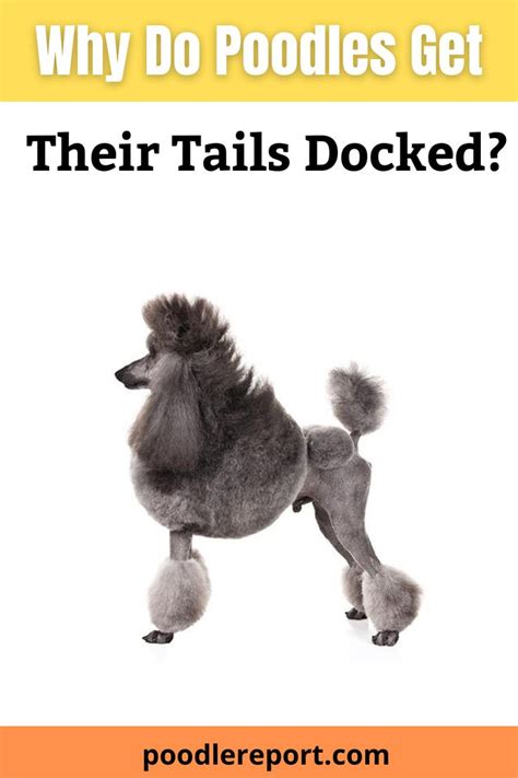 poodle tail docking|why do poodles get docked.